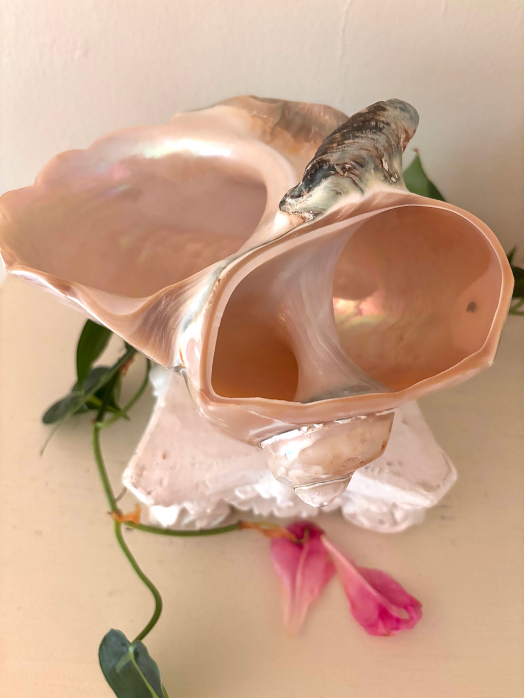 Interior of large polished shell showing deep iridescent nacre cavity and natural spiral apex.