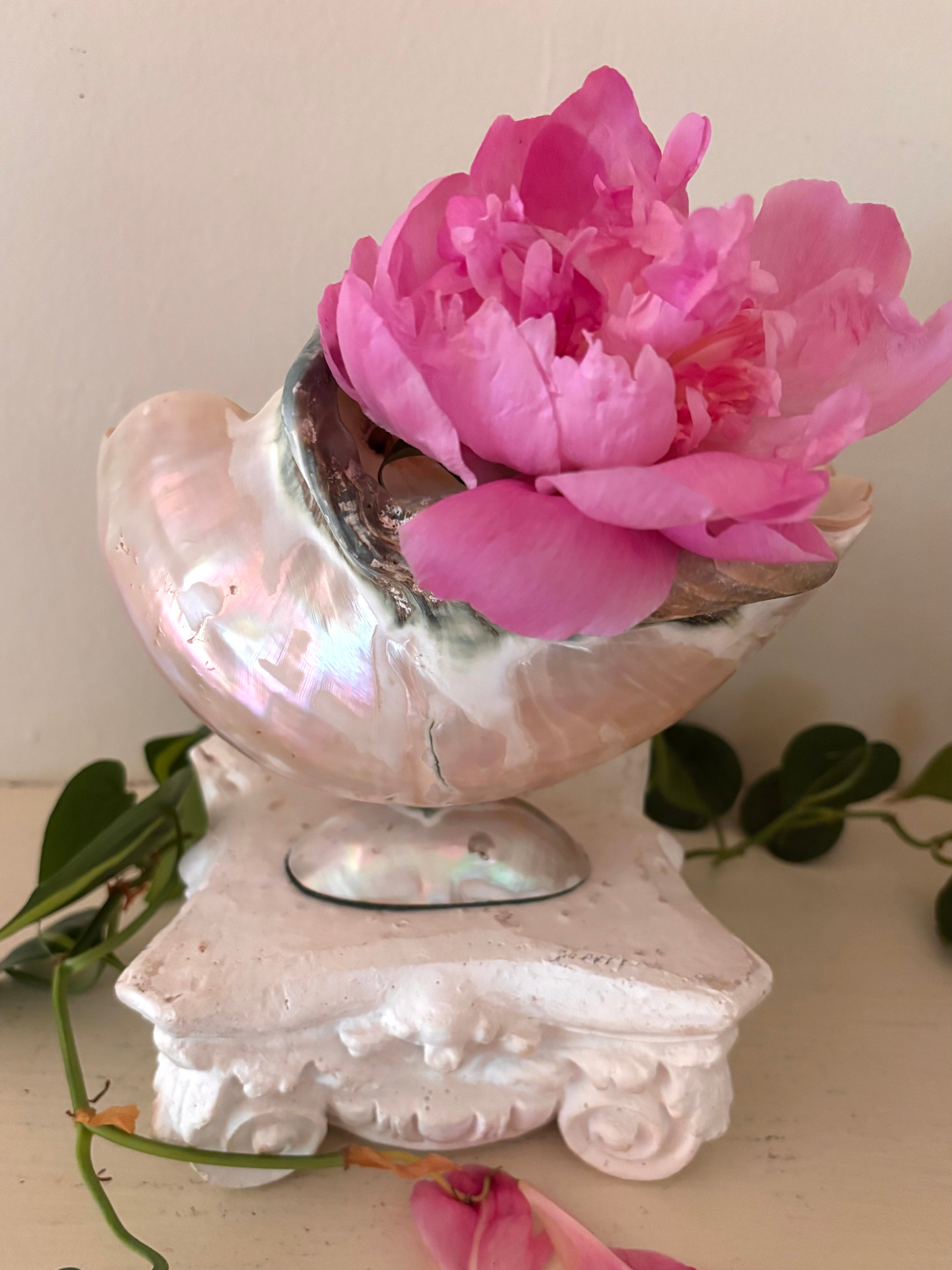Large polished pearlescent shell on pearlescent pedestal, iridescent blush pink and cream tones, spiral form to front.