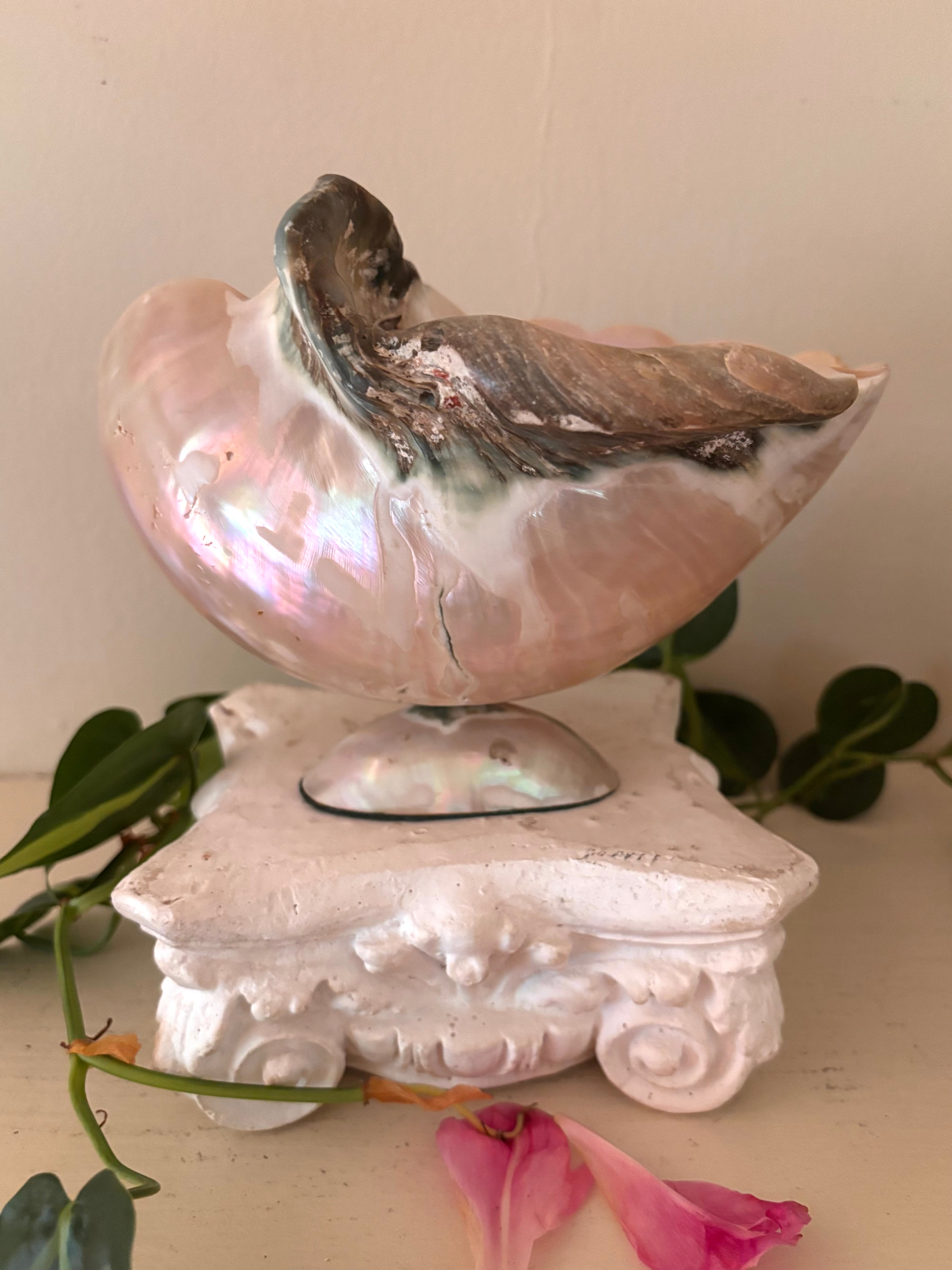 Rear view of polished shell showing unpolished natural exterior in grey and cream, pearlescent pedestal base.